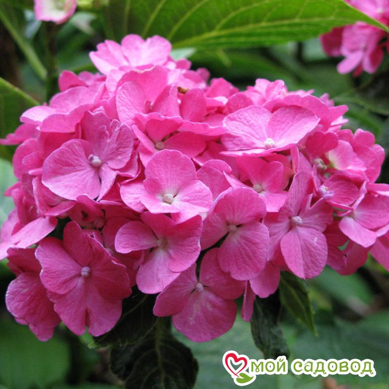 Гортензия крупнолистная Мини Хорнли ЗКС
