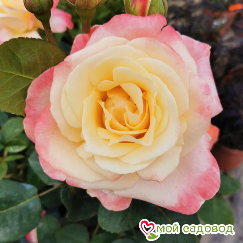 Роза Белла Перл