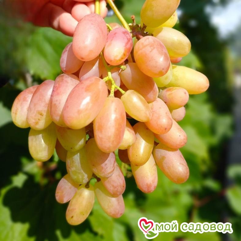 Виноград Преображение