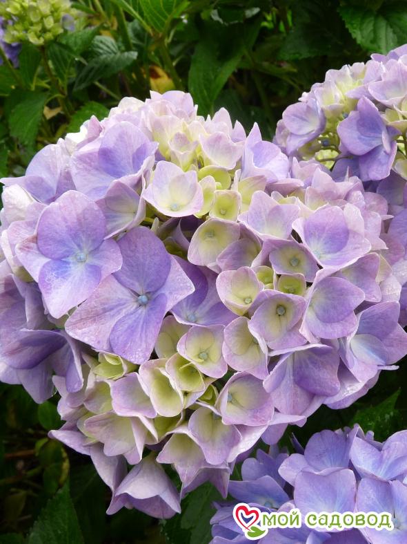Гортензия крупнолистная Гертруд Гленн ЗКС
