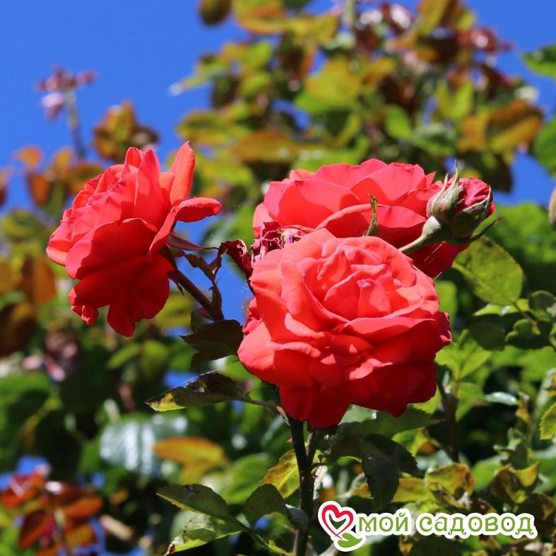 Роза Майнтауэр