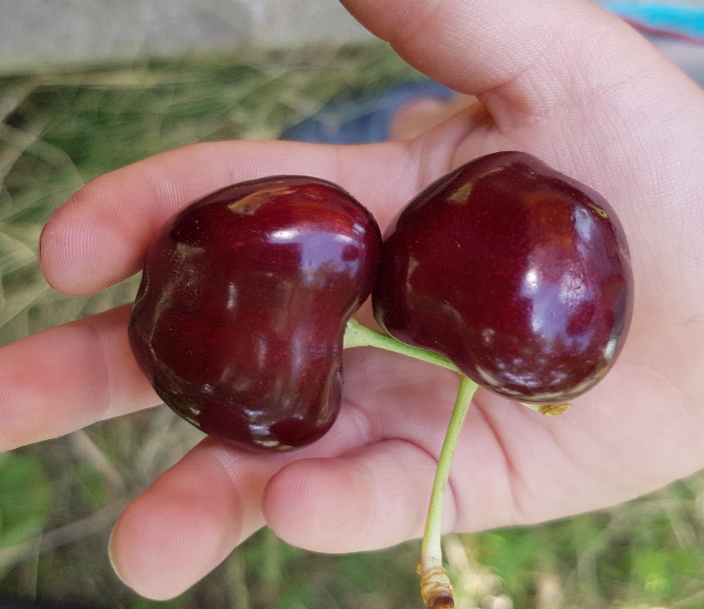 Черешня Крупноплодная