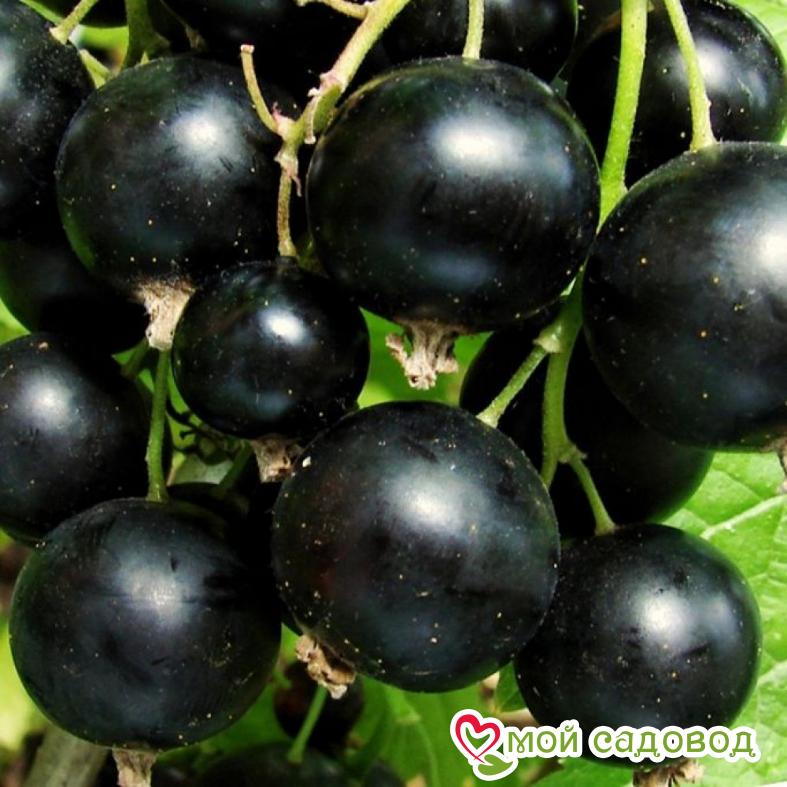 Черная смородина Дачница