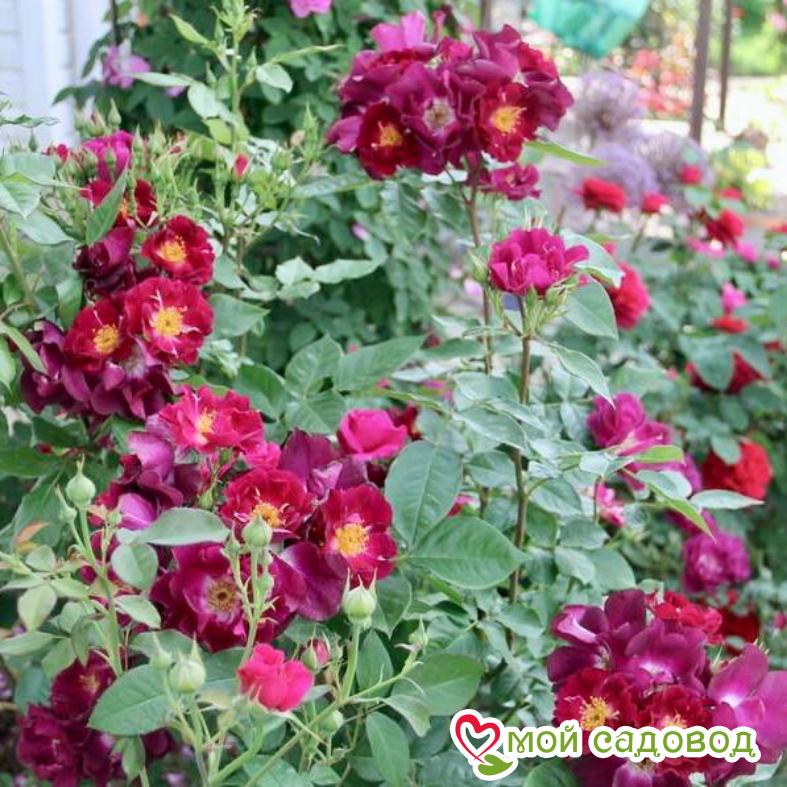 Роза Найт Оул