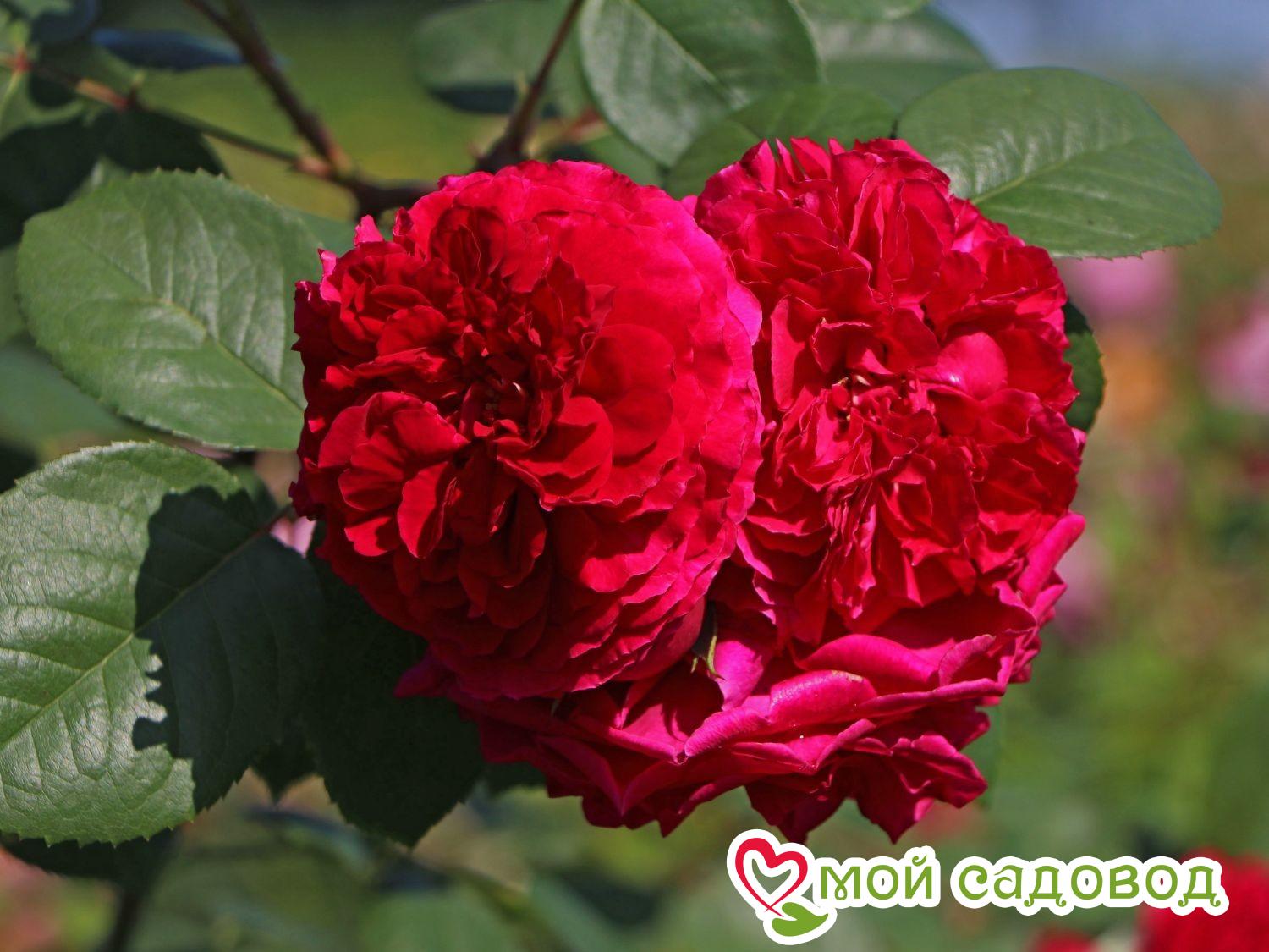 Роза Тесс оф зе Дэрбервилль