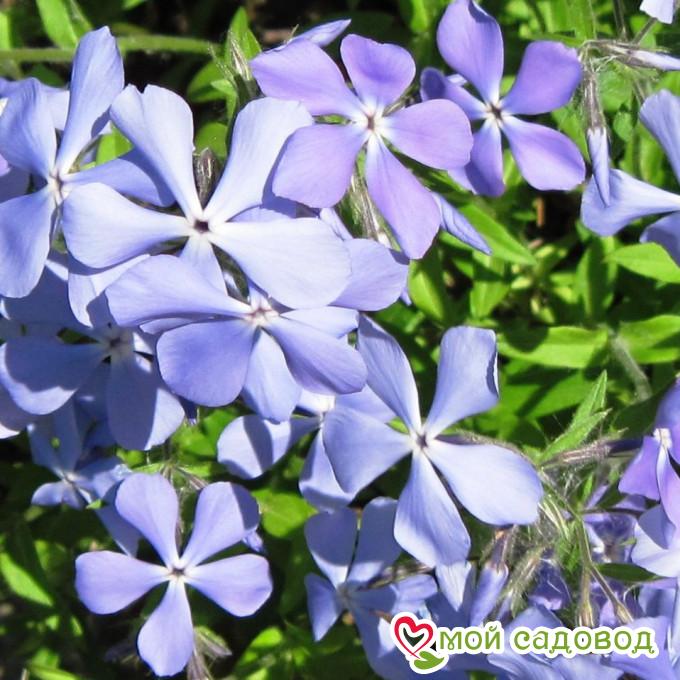 Флокс БЛЮ ПАРФЮМ