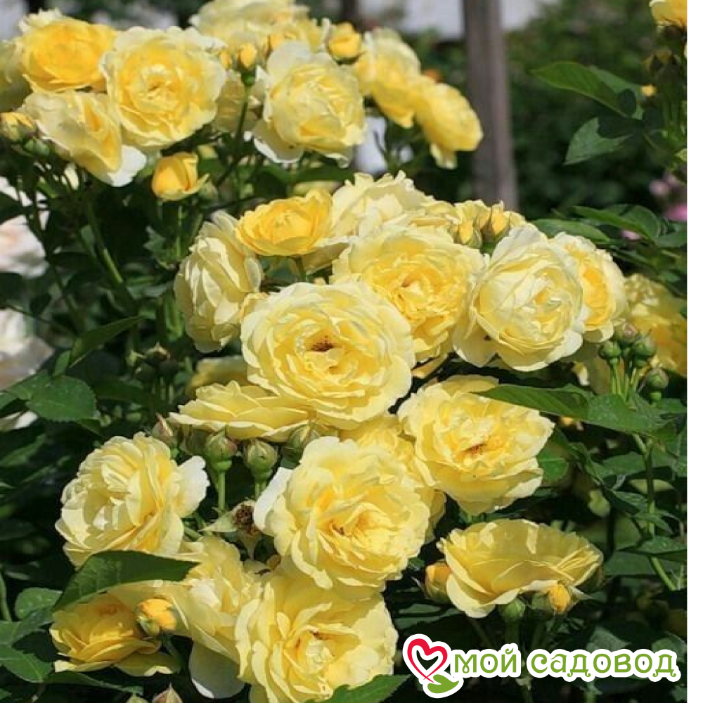 Роза Кассандра