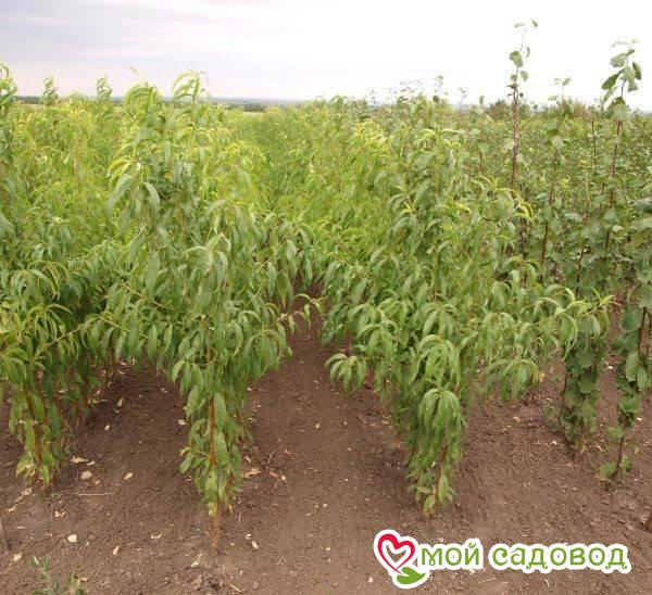 Персик Новопетровский